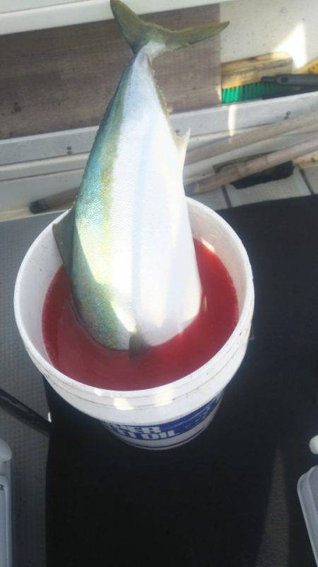 ブルドック 釣果