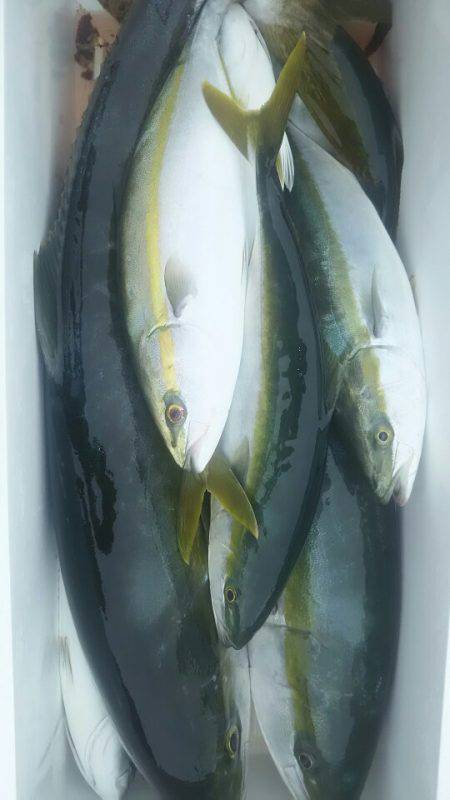 サンマリン 釣果