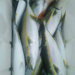 サンマリン 釣果