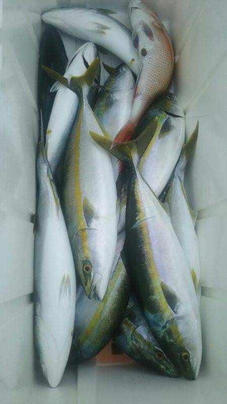 サンマリン 釣果