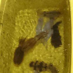 あみや渡船 JIGBOY 釣果