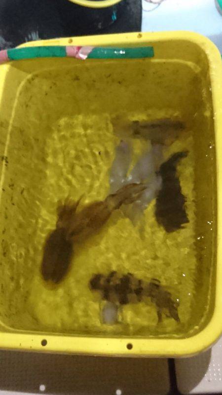 あみや渡船 JIGBOY 釣果