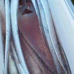 金沢八景鴨下丸 釣果