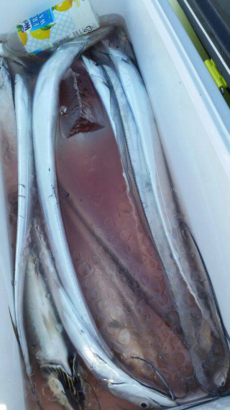 金沢八景鴨下丸 釣果