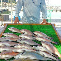 海の釣堀 海恵 釣果