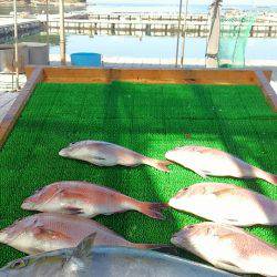 海の釣堀 海恵 釣果