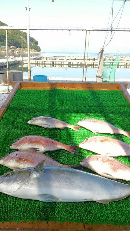 海の釣堀 海恵 釣果