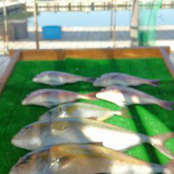 海の釣堀 海恵 釣果