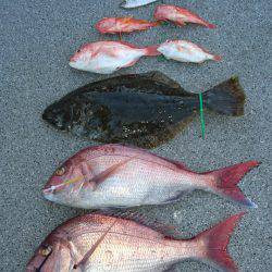 ARCADIAⅡ (アルカディアⅡ) 釣果