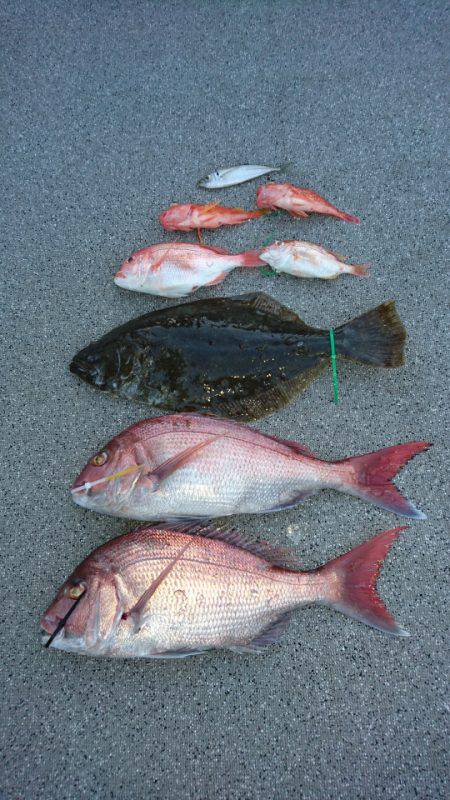 ARCADIAⅡ (アルカディアⅡ) 釣果