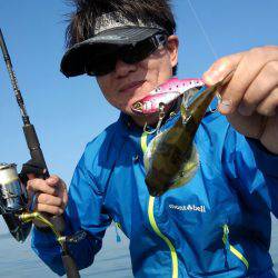 アマテラス 釣果