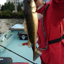 アマテラス 釣果