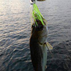 アマテラス 釣果