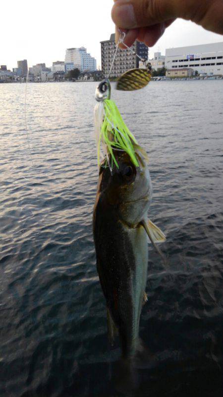 アマテラス 釣果