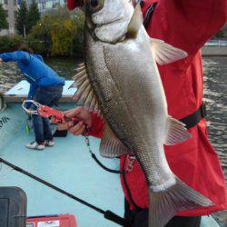 アマテラス 釣果