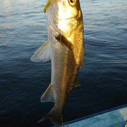 アマテラス 釣果