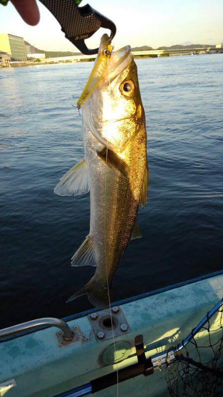 アマテラス 釣果