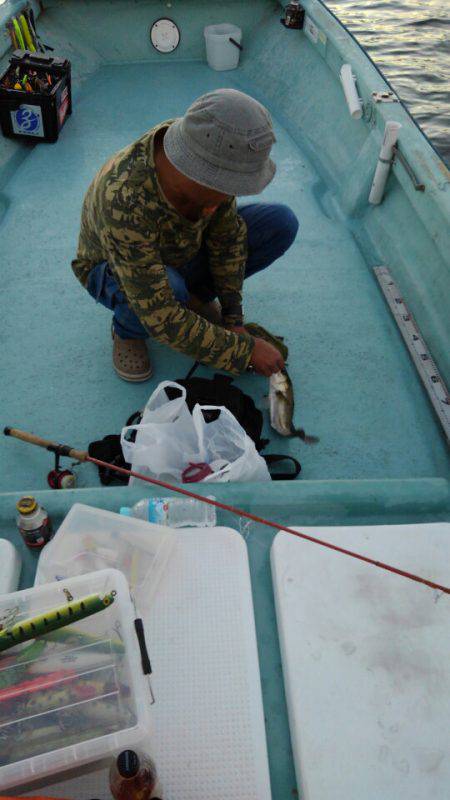 アマテラス 釣果