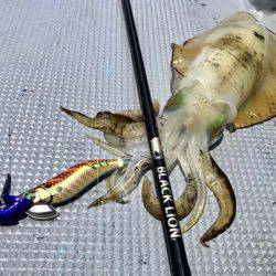 South Current 釣果