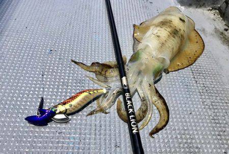 South Current 釣果