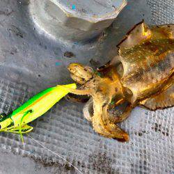 South Current 釣果