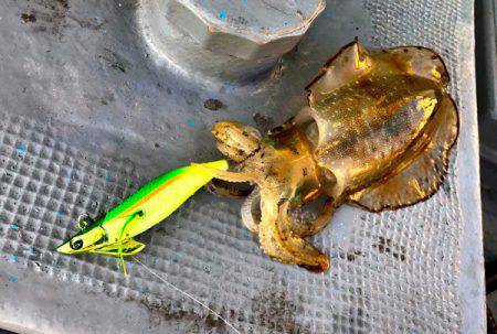 South Current 釣果