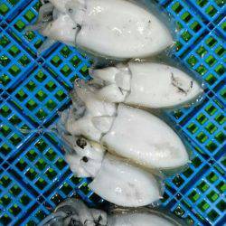 小島丸 釣果