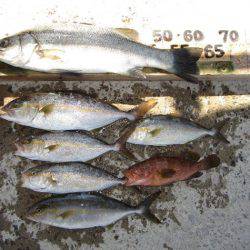 寿丸 釣果