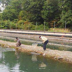 つりぼりあかし 釣果