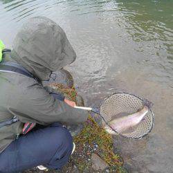 つりぼりあかし 釣果