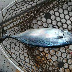 海季丸(みきまる) 釣果
