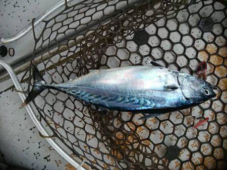 海季丸(みきまる) 釣果