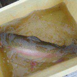 つりぼりあかし 釣果