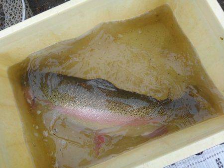 つりぼりあかし 釣果