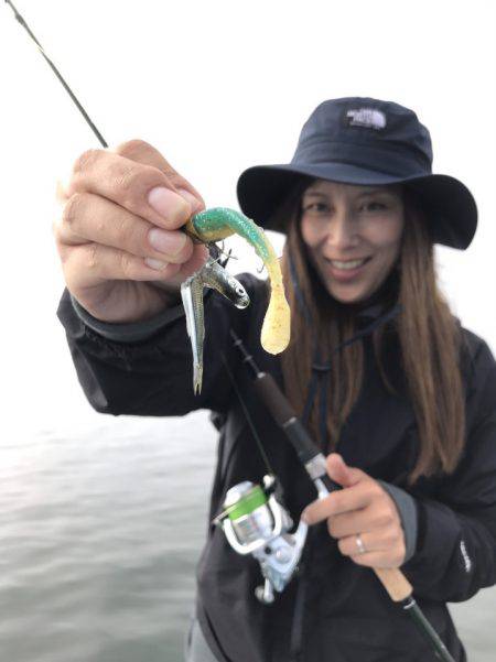 アマテラス 釣果