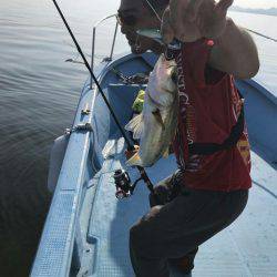 アマテラス 釣果