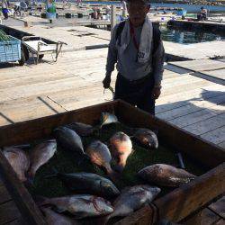 海の釣堀 海恵 釣果