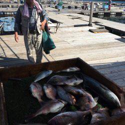 海の釣堀 海恵 釣果