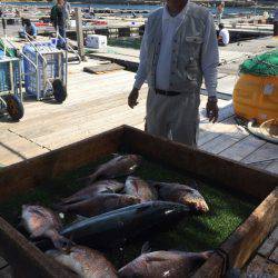 海の釣堀 海恵 釣果