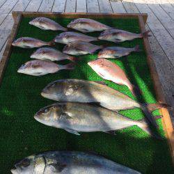 海の釣堀 海恵 釣果