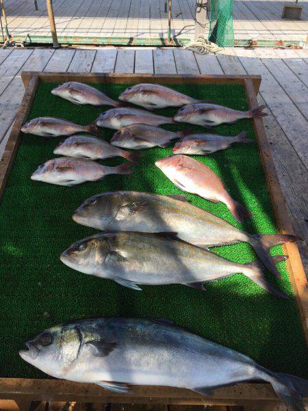 海の釣堀 海恵 釣果