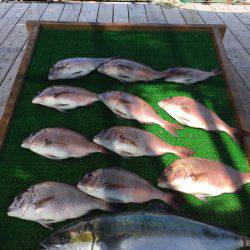 海の釣堀 海恵 釣果