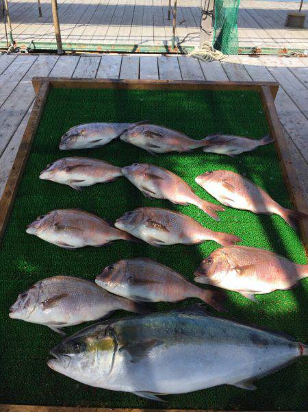 海の釣堀 海恵 釣果