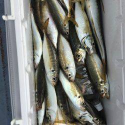 金沢八景鴨下丸 釣果