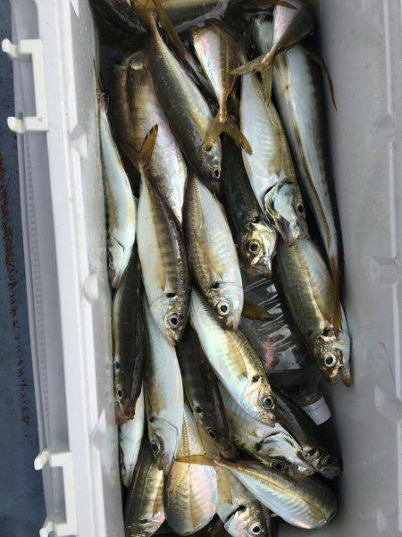 金沢八景鴨下丸 釣果