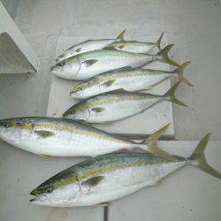 エンペラー 釣果