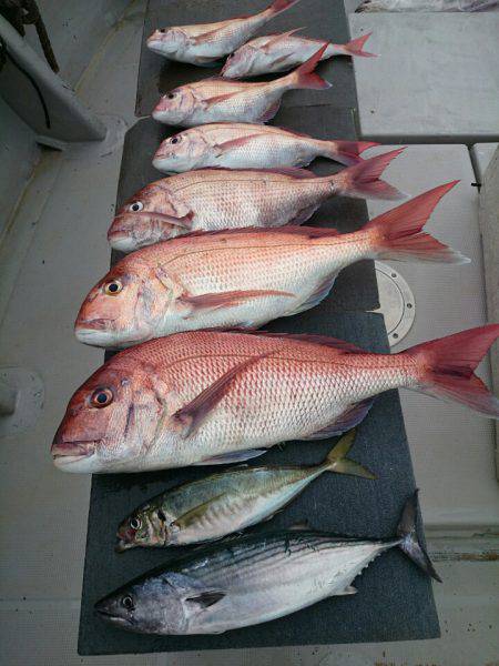 エンペラー 釣果