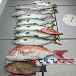 エンペラー 釣果