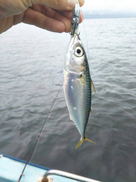 アマテラス 釣果