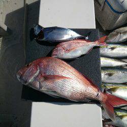 エンペラー 釣果